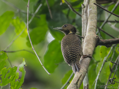 Buff-necked Woodpecker (Common)