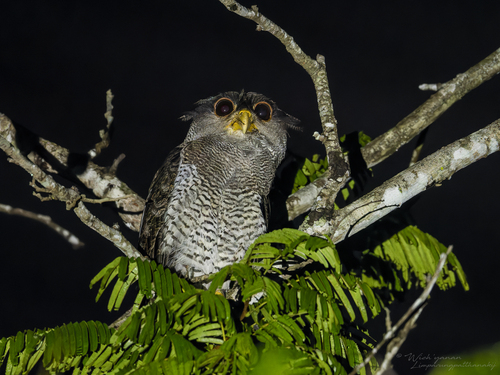 Barred Eagle-Owl (Western)