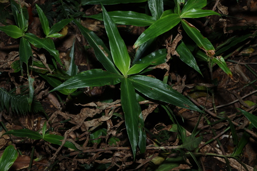 Pollia crispata, photograph 1
