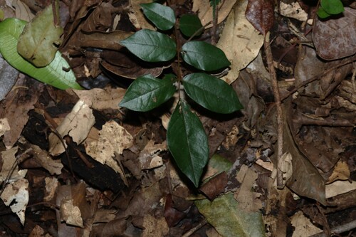 Austrosteenisia blackii, photograph 5