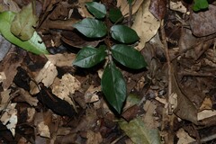 (c) Greg Tasney, some rights reserved (CC BY-SA) Austrosteenisia blackii, photograph (c) Greg Tasney, some rights reserved (CC BY-SA)