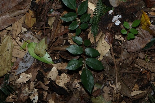 Austrosteenisia blackii, photograph 6
