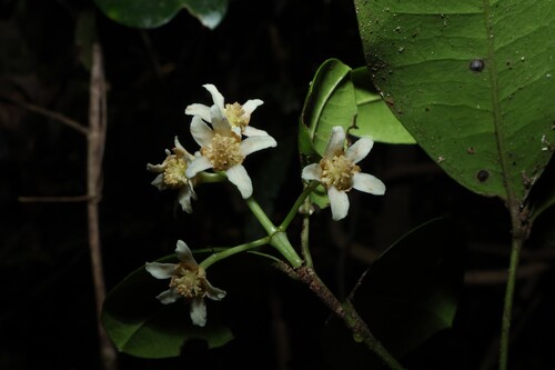 Baloghia inophylla, photograph 6
