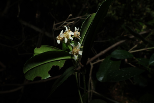 Baloghia inophylla, photograph 5