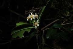Baloghia inophylla, photograph (c) Greg Tasney, some rights reserved (CC BY-SA)