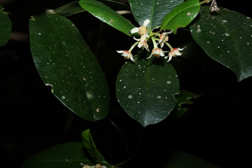 Baloghia inophylla, photograph 4