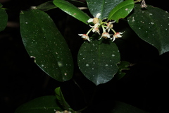 Baloghia inophylla, photograph (c) Greg Tasney, some rights reserved (CC BY-SA)