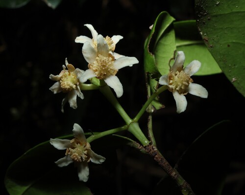 Baloghia inophylla, photograph 3