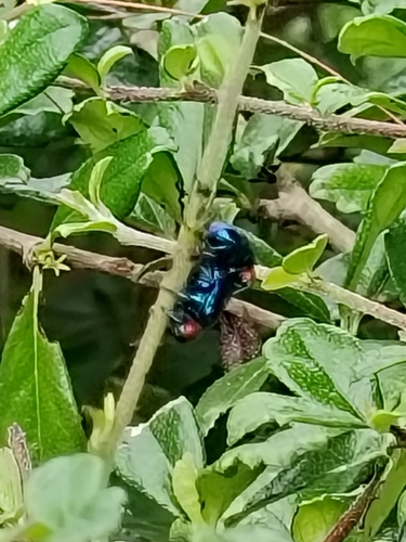 Parheminodes pulcher