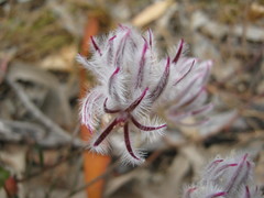 Ptilotus erubescens