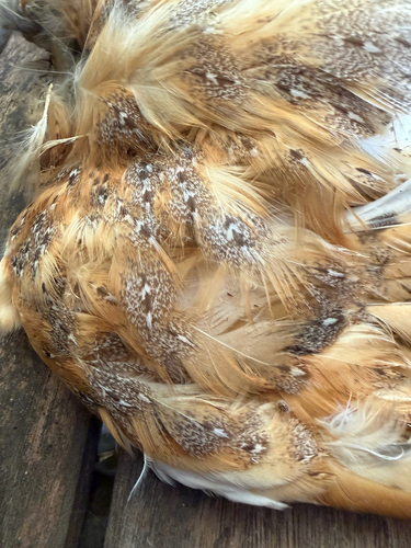 Western Barn Owl observed by templebalsall