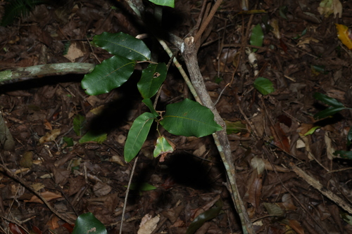 Uvaria leichhardtii, photograph 3