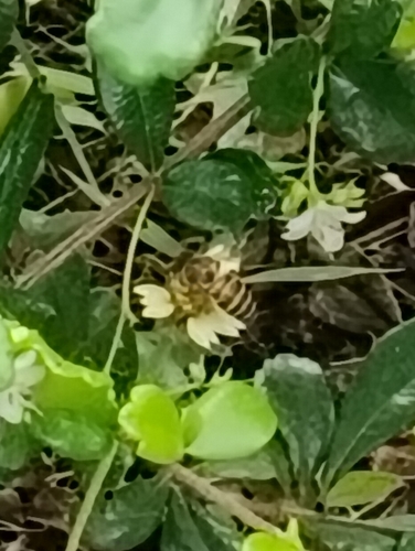 Asian Honey Bee