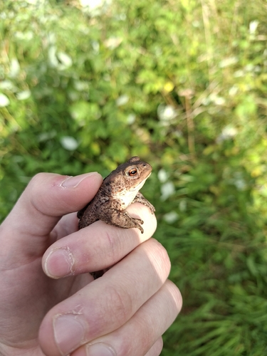 European Toad