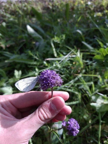 Devil's-bit Scabious