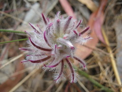 Ptilotus erubescens