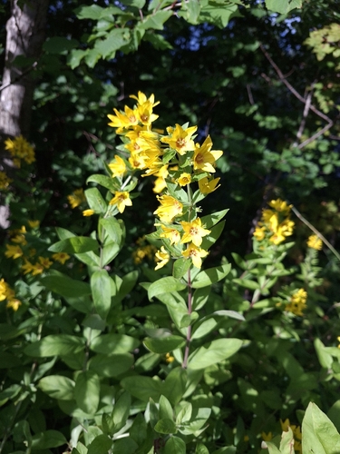 Dotted Loosestrife