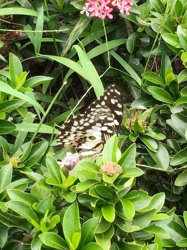Lime Swallowtail