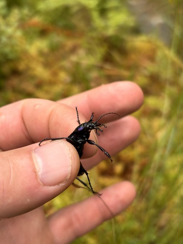 Violet ground beetle