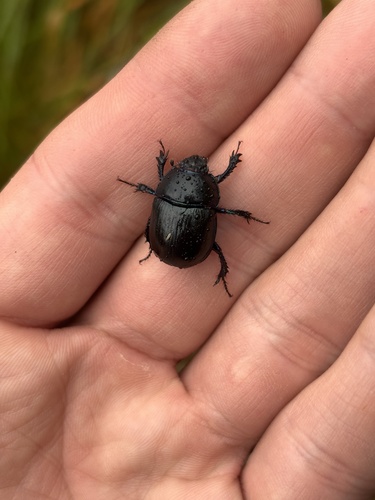 Woodland Dor Beetle
