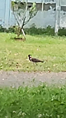 Red-wattled Lapwing
