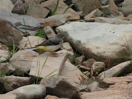 Grey Wagtail