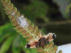 Thysanoidma stellata