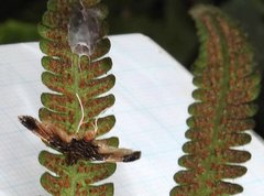 Thysanoidma stellata