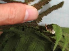 Thysanoidma stellata