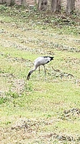 Asian Openbill