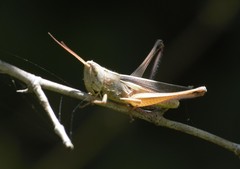 Staurorhectus longicornis