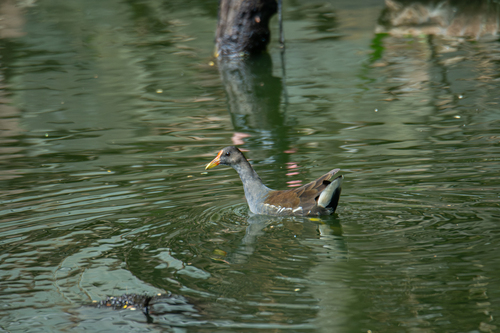 Common Moorhen