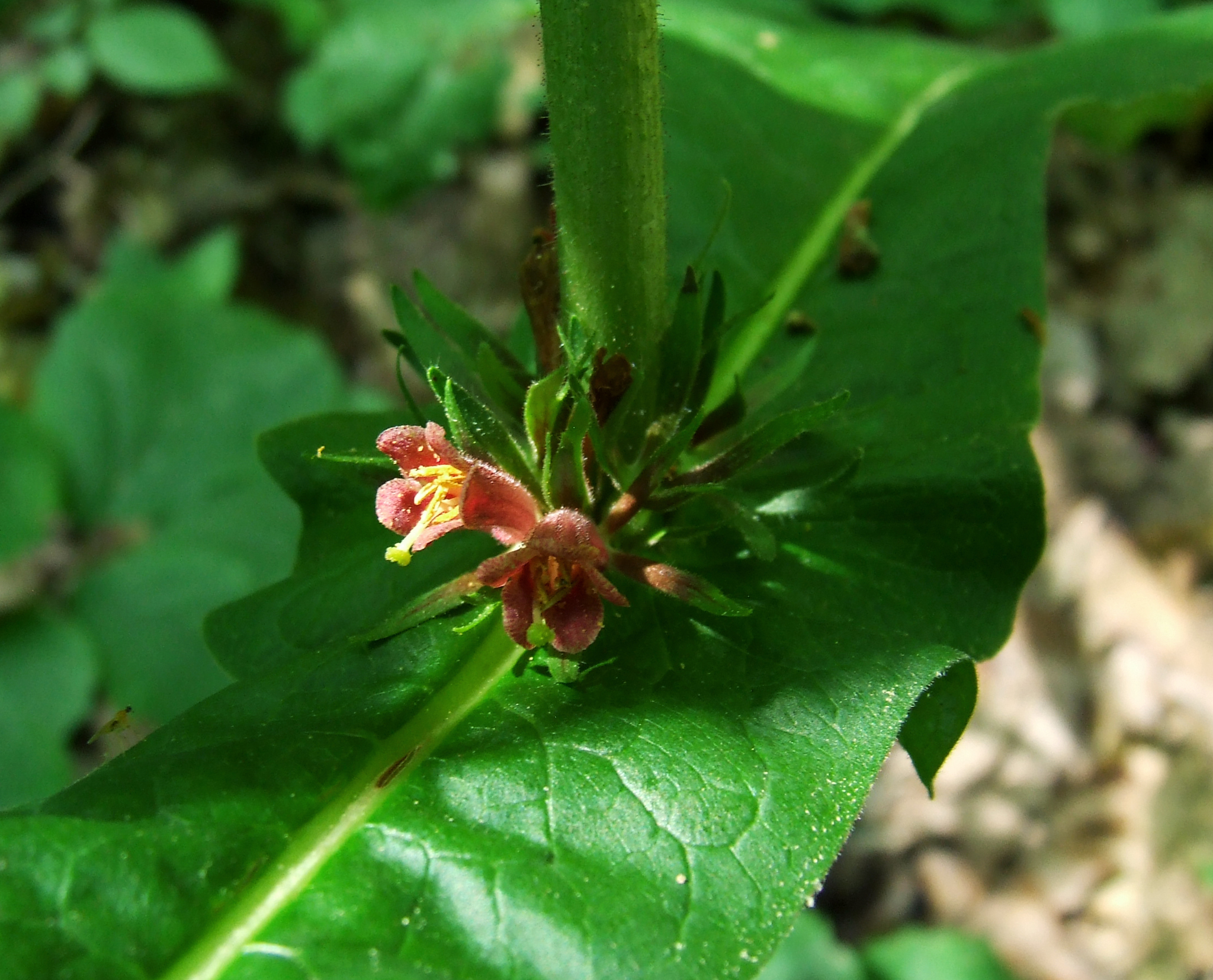 Triosteum perfoliatum
