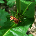Triosteum perfoliatum - Photo (c) Dave Bonta,  זכויות יוצרים חלקיות (CC BY-SA)