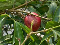 Phaleria macrocarpa