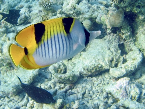 Blackwedged butterflyfish (Chaetodon falcula) — Chaetodontidae — 3
