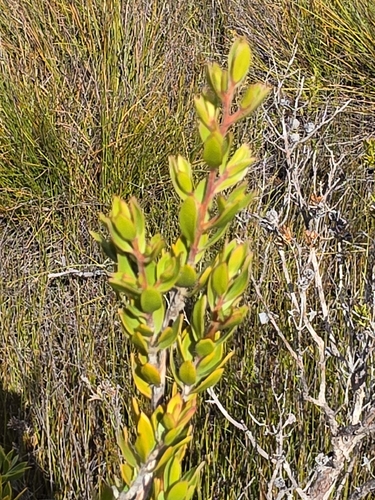 Leptospermum nitidum, photograph 1