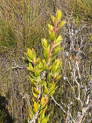 Leptospermum nitidum