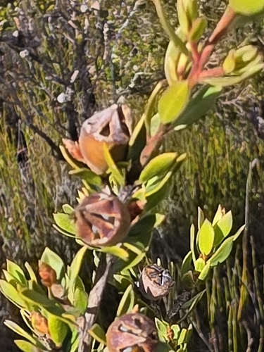 Leptospermum nitidum, photograph 2