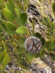 Leptospermum nitidum, photograph author not stated, no rights reserved