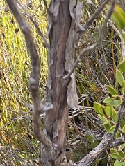 Leptospermum nitidum, photograph author not stated, no rights reserved