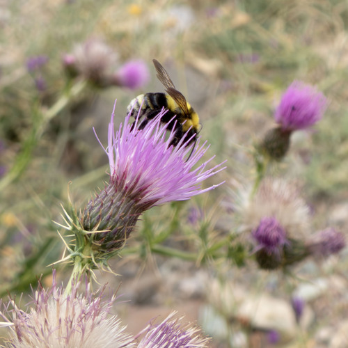 Clay Bumble Bee