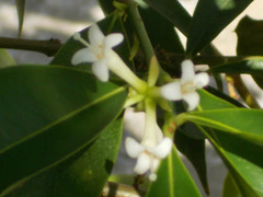Phaleria macrocarpa