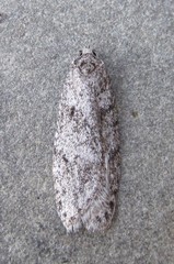 Semioscopis inornata