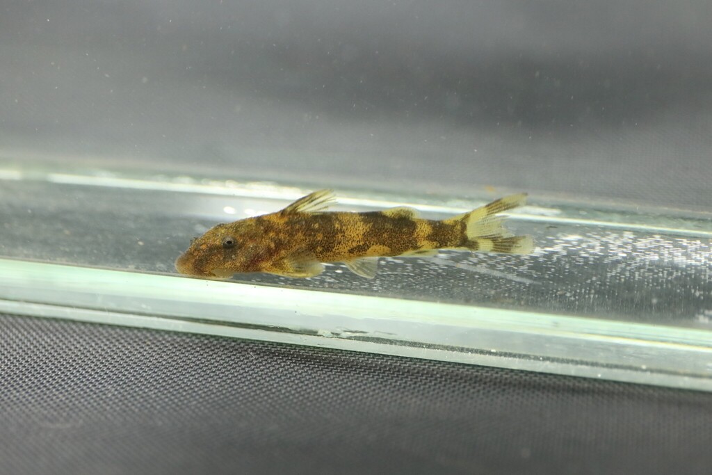 Chiloglanis kolente