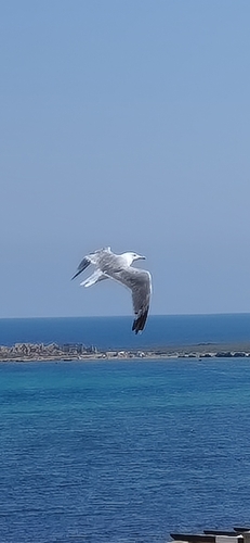 Yellow-legged Gull