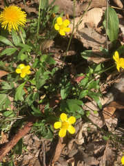 Ranunculus fascicularis