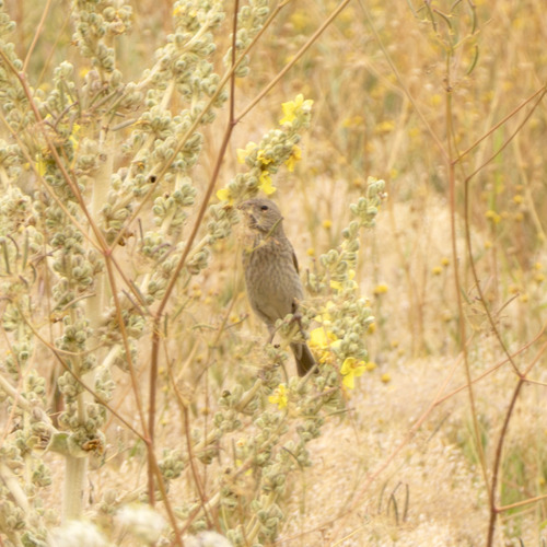 Common Rosefinch