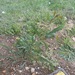 Acacia cyanophylla