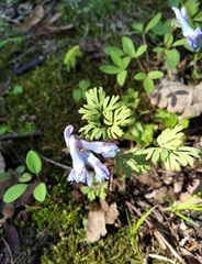 Corydalis fumariifolia